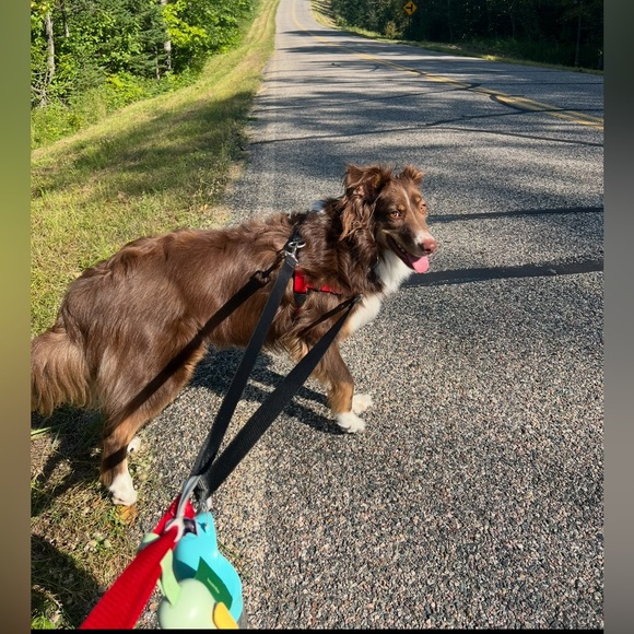 Freedom No Pull dog harness - Picture 8 of 8